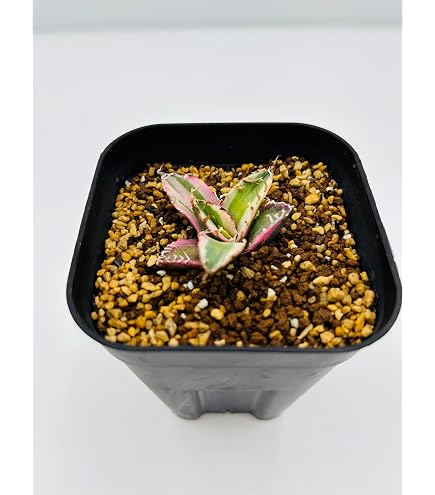 Amazon.co.jp: 男前インテリア アイアンシェルフ 観葉植物 アガベ 塊根
